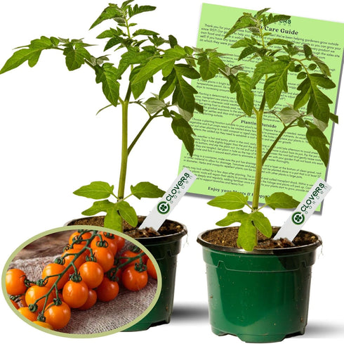 Clovers Garden Sunsugar Tomato Plants Two (2) Live Plants Non-GMO - Not