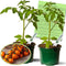 Clovers Garden Sunsugar Tomato Plants Two (2) Live Plants Non-GMO - Not
