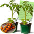 Clovers Garden Sunsugar Tomato Plants Two (2) Live Plants Non-GMO - Not