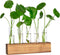 YIBOT Propagation Stations, Plant Terrarium with Wooden Stand, 5 Glass Test Tubes