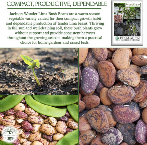 50+ Jackson Wonder Lima Bush Bean Seeds (Phaseolus lunatus) Heirloom Non-GMO Seeds by Islas Garden Seeds, Compact Bush