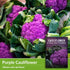 (1 Pack) Purple Cauliflower Seeds for Planting Violetto di Sicilia Heirloom Italian Cauliflower Variety Producing Deep