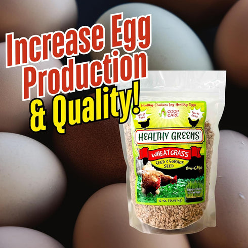 1lb Healthy Greens Wheatgrass Scratch Feed & Fodder Seed, Bag. Premium Wheat Berries, Non-GMO Wheatgrass for Backyard