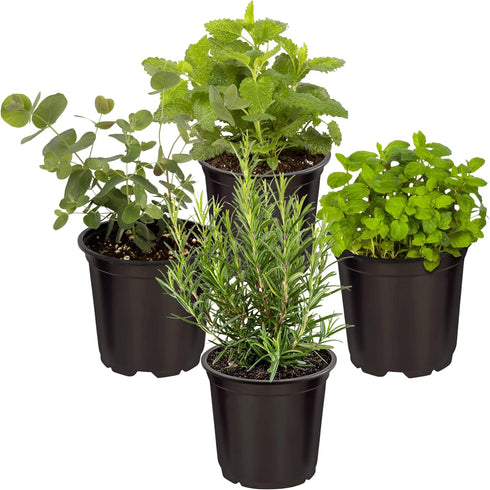 Live Aromatic and Edible Herbs - Assorted Varieties (4 Per Pack) -