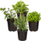 Live Aromatic and Edible Herbs - Assorted Varieties (4 Per Pack) -