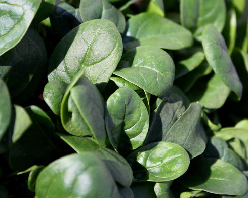2,000+ Microgreens (Sprouting) Seeds- Spinach Bloomsdale Savoy- No Chemicals Used! Non-GMO