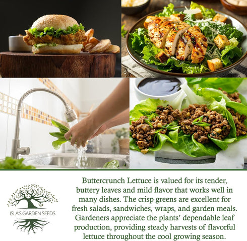 1000+ Buttercrunch Butterhead Lettuce Seeds for Planting Non-GMO & Heirloom Seeds, Botanical Name: Lactuca Sativa