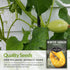 3 Packets Survival Garden Seeds - Spaghetti Squash Seed for Planting - with Instructions to Plant and Grow Low Carb