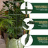 LOMNYIY 55.1 inches2 Pack) Garden Trellis, Tomato Cage Tall Plant Support Climbing Vines Flowers Stands Cucumber
