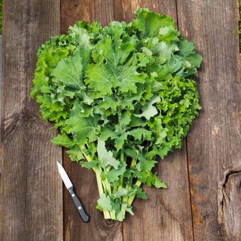 550, Organic Kale Seeds, APPR. Siberian Kale, Heirloom Vegetable Seeds, Certified Organic, Non GMO, Non Hybrid, USA