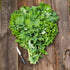550, Organic Kale Seeds, APPR. Siberian Kale, Heirloom Vegetable Seeds, Certified Organic, Non GMO, Non Hybrid, USA