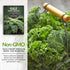 (2 Packs) Dwarf Siberian Kale Seeds for Planting Heirloom Baby Kale Cold Hardy, Heat Tolerant Variety for Spring