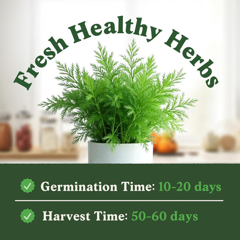 Packet Seedboy Organic Dill Seeds for Planting Indoor and Outdoor, Non-GMO and USDA Certified Herb Seed for Hydroponic