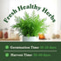 Packet Seedboy Organic Dill Seeds for Planting Indoor and Outdoor, Non-GMO and USDA Certified Herb Seed for Hydroponic