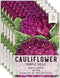 Seed Needs Cauliflower Seeds for Planting Purple of Sicily Cauliflowers - Non-GMO