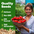 300+ Summer HOME GROWN Beefsteak Tomato Seeds Heirloom Non-GMO Seeds for Planting, High Germination, Indeterminate