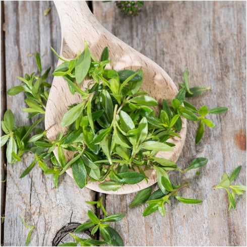 (1 Pack) Seed Needs Winter Savory Seeds for Planting - Non-GMO Heirloom & Untreated Perennial Herb Seed to Plant a