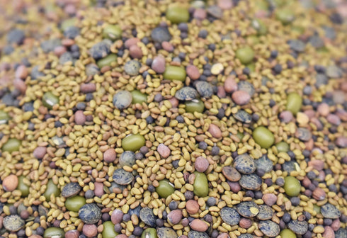 1 lb 46 Salad Style Bean Sprout Starter Seeds - Servings per Bag! - Non-GMO Organic - Sprouting Mix - Includes Alfalfa