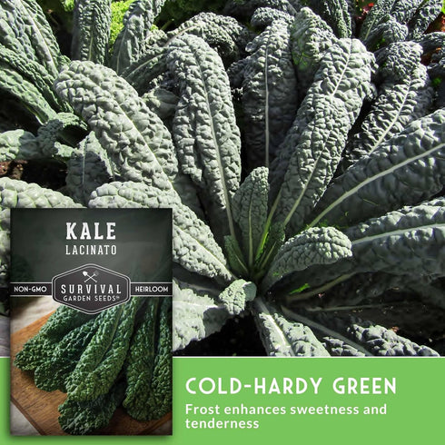(3 Packs) Lacinato Kale Seeds for Planting Outdoors or Indoors Heirloom Dinosaur Tuscan Kale Variety Cold Hardy Green