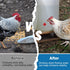 40 Pack Chicken Waterer Nipples - Easy Install Leakproof Poultry Watering System for Chicken Coop, Quail Duck Water