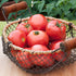 19.3 oz. 4-pack Bonnie Plants Early Girl Tomato