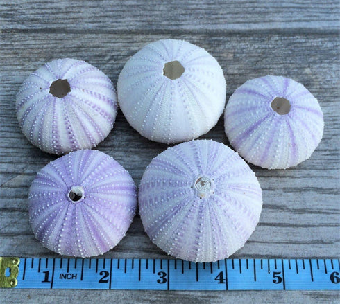 Nautical Crush Trading Sea Urchins Shells for Air Plants, 5 Purple (1.5-2.5") Hanging Holders, No Plants Included
