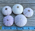 Nautical Crush Trading Sea Urchins Shells for Air Plants, 5 Purple (1.5-2.5") Hanging Holders, No Plants Included