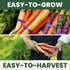 4,500 2026 5 Carrot Rainbow Mix Premium Heirloom Seeds for Planting Colorful, Sweet Root Blend for Garden & Kitchen
