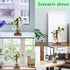 4 Bulb PAG Planter Terrariums Kit Desktop Hydroponics Air Plant Holder with Beaker Glass Vase and Solid Wood Stand