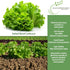 1000+ Salad Bowl Lettuce Seeds (Lactuca Sativa) Non-GMO Heirloom Seeds by Islas Garden Seeds, Tender Oakleaf Variety