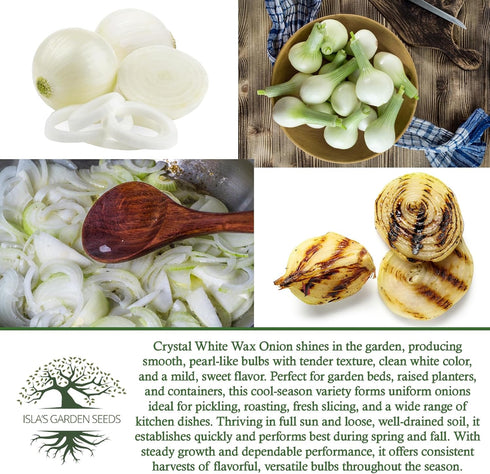 500+ Crystal White Wax Onion Seeds (Allium cepa) Non-GMO Heirloom Seeds by Islas Garden Seeds, Small Pearl-Style Onions