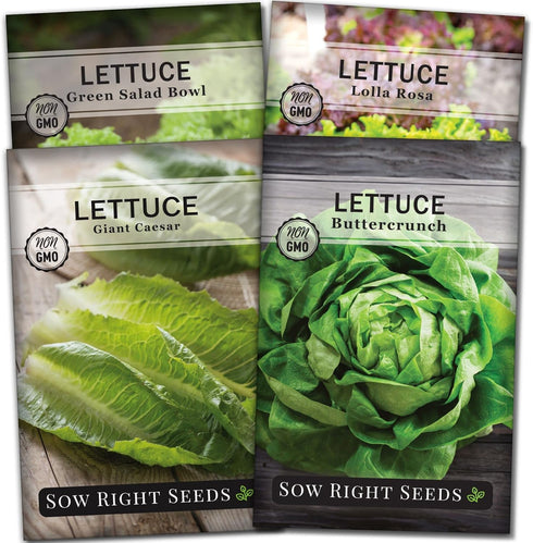 Sow Right Seeds - Lettuce Seed Collection for Planting - Buttercrunch, Giant