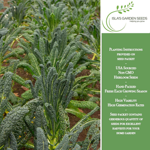 500+ Lacinato Kale Seeds (Brassica oleracea var. palmifolia) Heirloom Non-GMO Seeds by Islas Garden Seeds, Dark