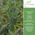 500+ Lacinato Kale Seeds (Brassica oleracea var. palmifolia) Heirloom Non-GMO Seeds by Islas Garden Seeds, Dark