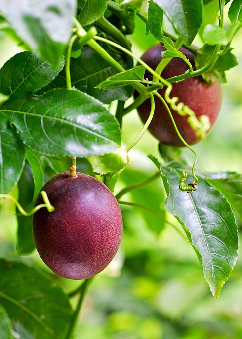 4 Inch Passion Fruit Plant - Live Plant in a Growers Pot - Edible Fruit Bearing Vine for The Patio and Garden