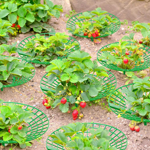 30 Packs 3 Strawberry Supports Strawberry Growing Frame Strawberry Plant Support Plant Protectors Strawberry Trellis