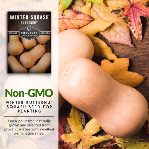 Packet 5 Pack Survival Garden Seeds - Butternut Squash Seed for Planting - with Instructions to Plant and Grow Winter