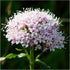 (1 Pack) Seed Needs Valerian Seeds for Planting Stink Root Plants - Non-GMO Heirloom & Untreated Perennial Medicinal