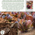 1,000+ Super Red Romaine Lettuce Seeds (Lactuca sativa) Non-GMO Heirloom Seeds by Islas Garden Seeds, Vibrant Red
