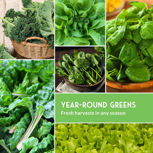 Hydroponics Vegetable Seed Collection for Planting - Watercress, Spinach, Siberian Kale, Swiss Chard, Buttercrunch