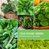 Hydroponics Vegetable Seed Collection for Planting - Watercress, Spinach, Siberian Kale, Swiss Chard, Buttercrunch