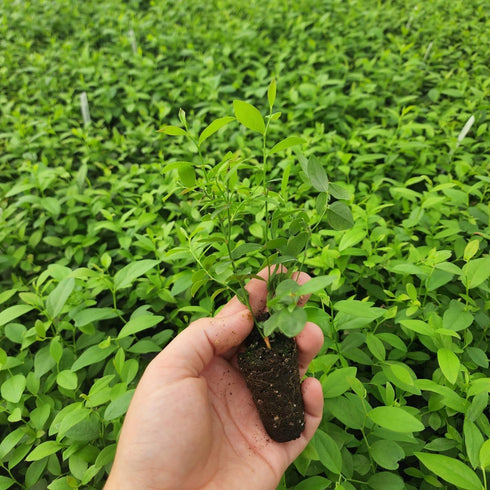 (4 Pack) Pink Lemonade Blueberry Bushes Live Plants for Planting, Unique Pink Berries, Sweet Flavor, High-Yielding