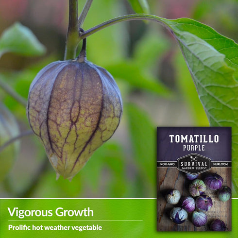 (3 Packs) Purple Tomatillo Seeds for Planting - Heirloom Mexican Husk Tomato, High Yield Non-GMO Open Pollinated