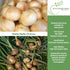 300+ Bulbs Walla Walla Sweet Spanish Onion Seeds (Allium cepa) Non-GMO Heirloom Seeds by Islas Garden Seeds, Extra