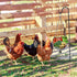 WaiLaDi Hanging Chicken Feeder,Chicken Toys for Coop, Foldable Poultry Vegetable Fruits Feeder Basket with Shepherd's