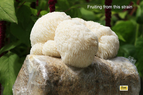 Lion's Mane Mushroom Liquid Culture - Root Mushroom Farm