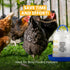 5L, Stromberg's Poultry Drinker Blue Chicken Emoji Poultry Waterer, Heavy Duty UV-Resistant Plastic, Easy to Fill