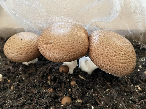Portobello Mushroom Liquid Cultures by Root Mushroom Farm