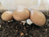 Portobello Mushroom Liquid Cultures by Root Mushroom Farm