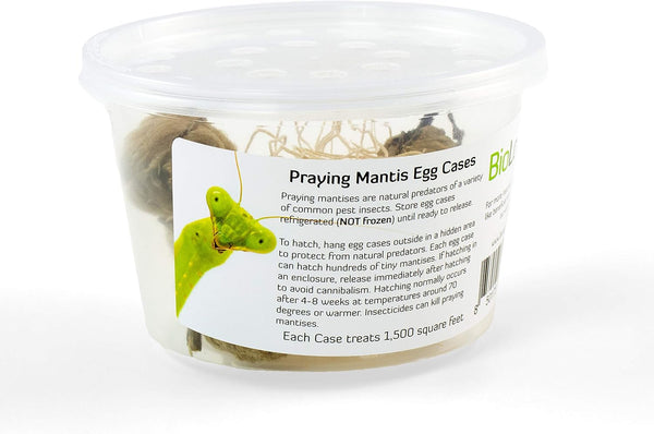 BioLogic Company, Inc. Praying Mantis Egg Cases - 2 Extra Large Cases